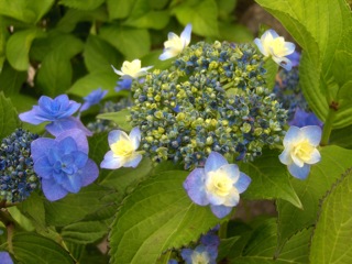 あじさいの写真